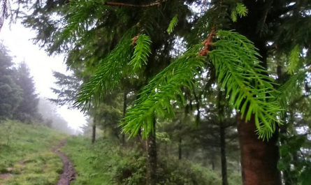 monte por Elgoibar