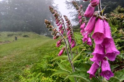 Flores cerca de Karakate